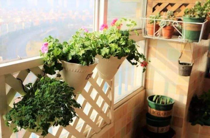 室内阳台设计选择合适的装饰花架